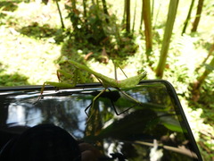 Stagmomantis theophila