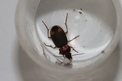 Chlaenius virgulifer