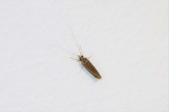 Hydropsychoidea