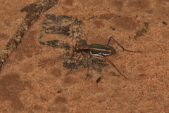 Cicindela interruptofasciata