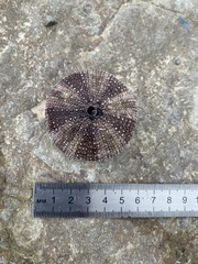 Strongylocentrotus intermedius