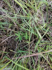 Gentiana pneumonanthe