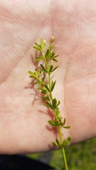 Galium pumilum