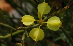 Glischrocaryon aureum