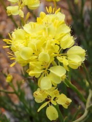 Glischrocaryon aureum