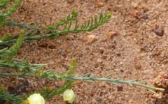 Glischrocaryon aureum