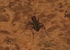 Cicindela interruptofasciata