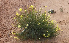 Glischrocaryon aureum