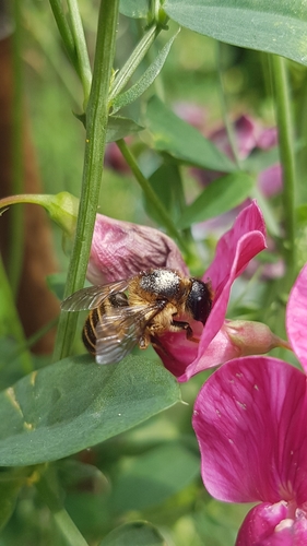 Banded Mud Bee, 6708 DE Wageningen, Netherlands, photo 9 of 10