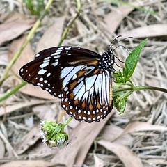 Danaus affinis affinis