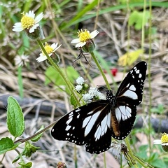 Danaus affinis affinis