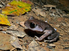 Leptobrachium gunungense