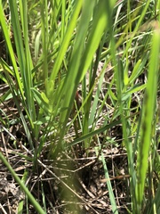 Gentiana pneumonanthe