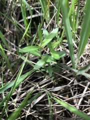Gentiana pneumonanthe