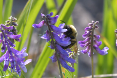 Bombus laesus