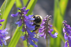 Bombus laesus