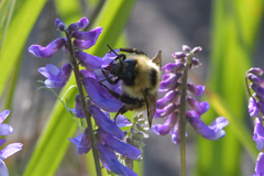 Bombus laesus