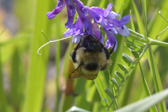 Bombus laesus