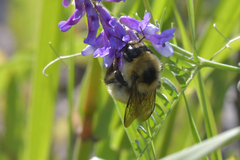 Bombus laesus
