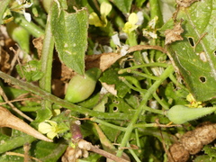 Raphanus raphanistrum landra