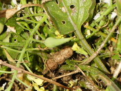 Raphanus raphanistrum landra