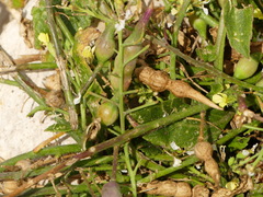 Raphanus raphanistrum landra