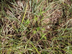Gentiana pneumonanthe