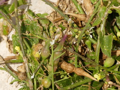 Raphanus raphanistrum landra