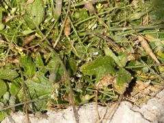 Raphanus raphanistrum landra