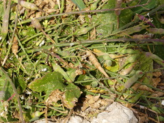 Raphanus raphanistrum landra