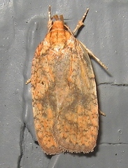 Agonopterix robiniella