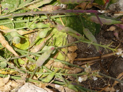 Raphanus raphanistrum landra