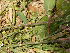 Raphanus raphanistrum landra