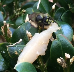Vespula vulgaris