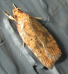 Agonopterix robiniella