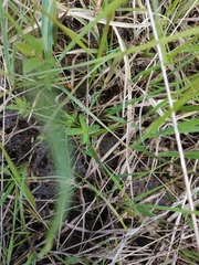Gentiana pneumonanthe