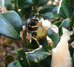 Vespula vulgaris