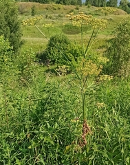 Tordylieae
