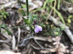 Rostellularia adscendens