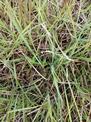 Gentiana pneumonanthe