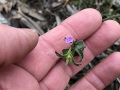 Rostellularia adscendens