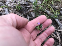 Rostellularia adscendens