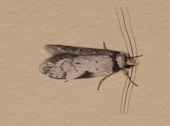 Philobota pedetis
