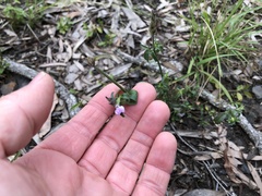 Rostellularia adscendens