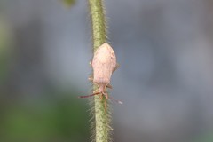 Homoeocerus dilatatus