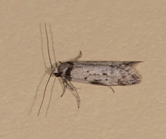 Philobota pedetis