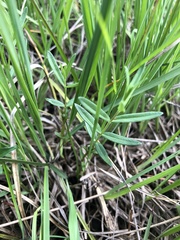 Gentiana pneumonanthe