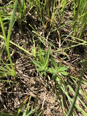 Gentiana pneumonanthe