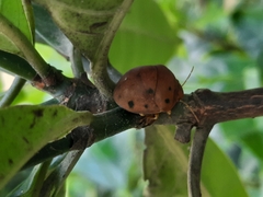 Hyperoncus lateritius