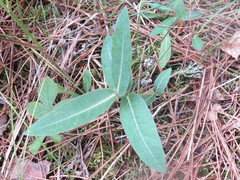 Asclepias ovalifolia